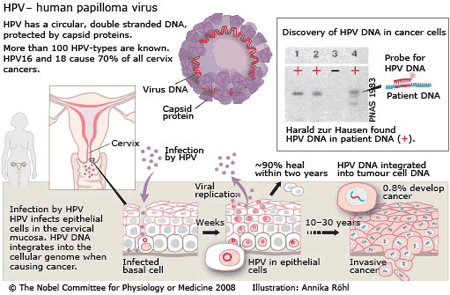 HPV